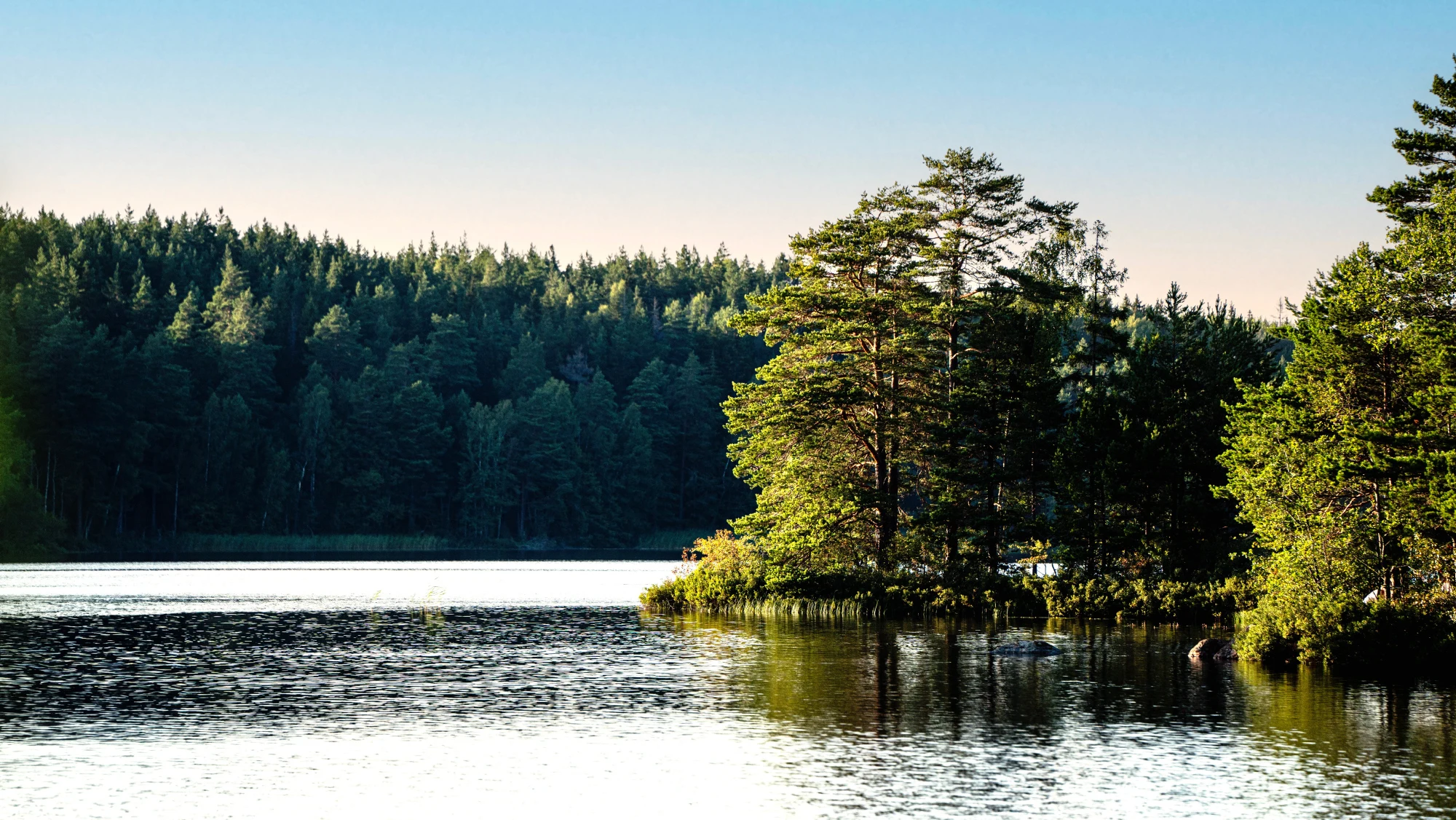 Skog och skogsbilväg sedd från ovan.