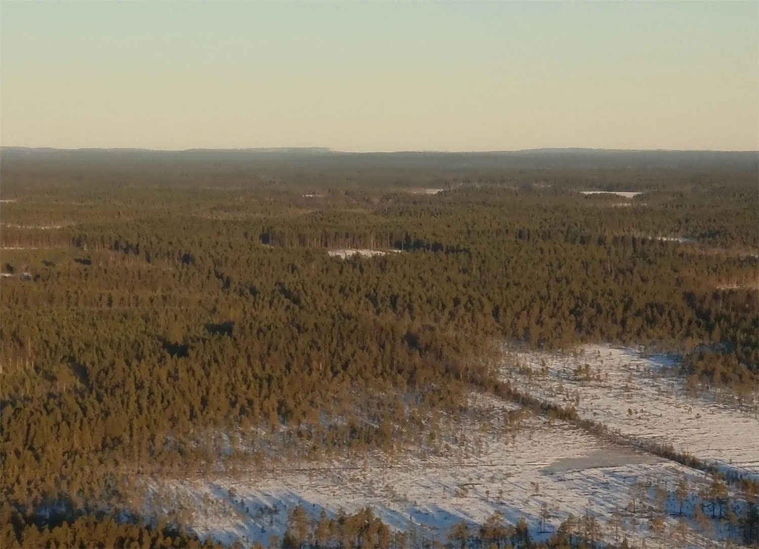 Stormfälld skog överflygande