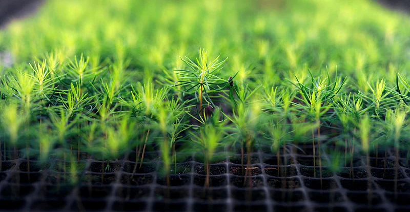 Skogsplantor i växthus