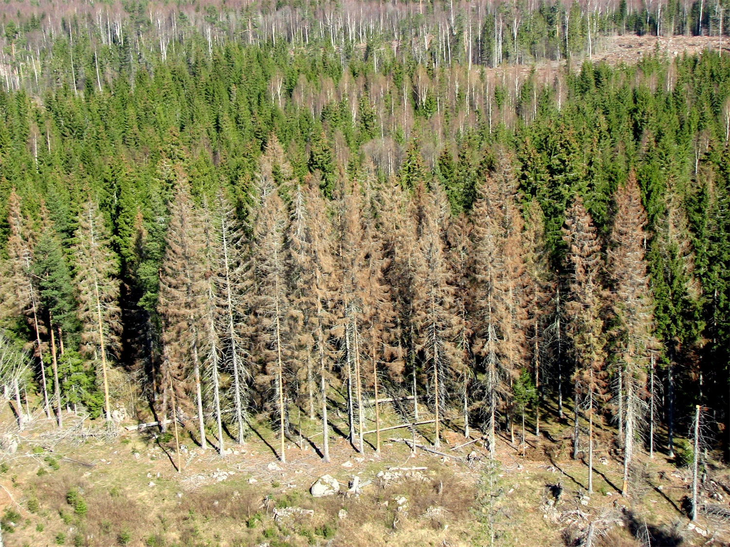 Granbarkborreangripen skog . Foto: Mattias Sparf