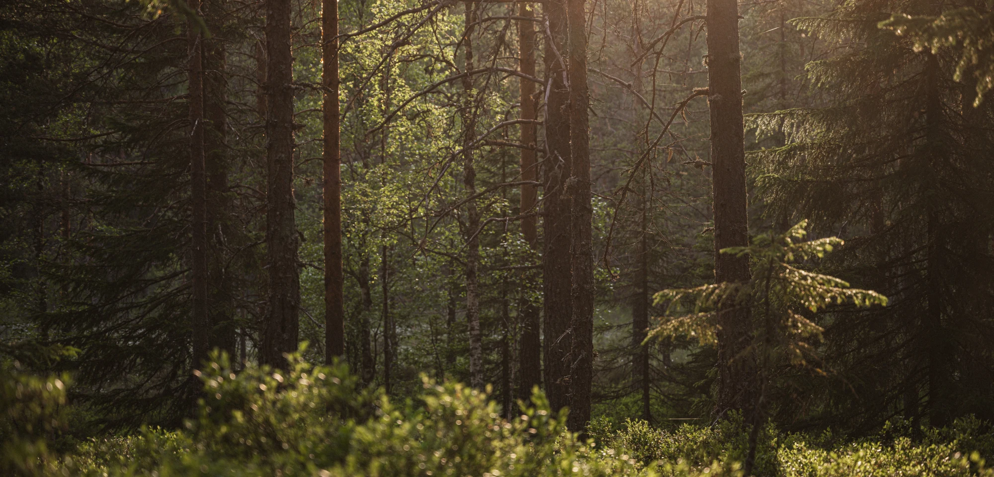 Skogsglänta i kvällssol