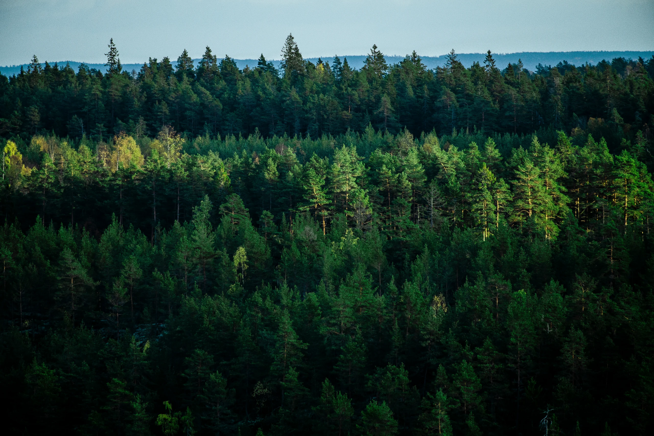 Drönarbild över en mörkgrön skog