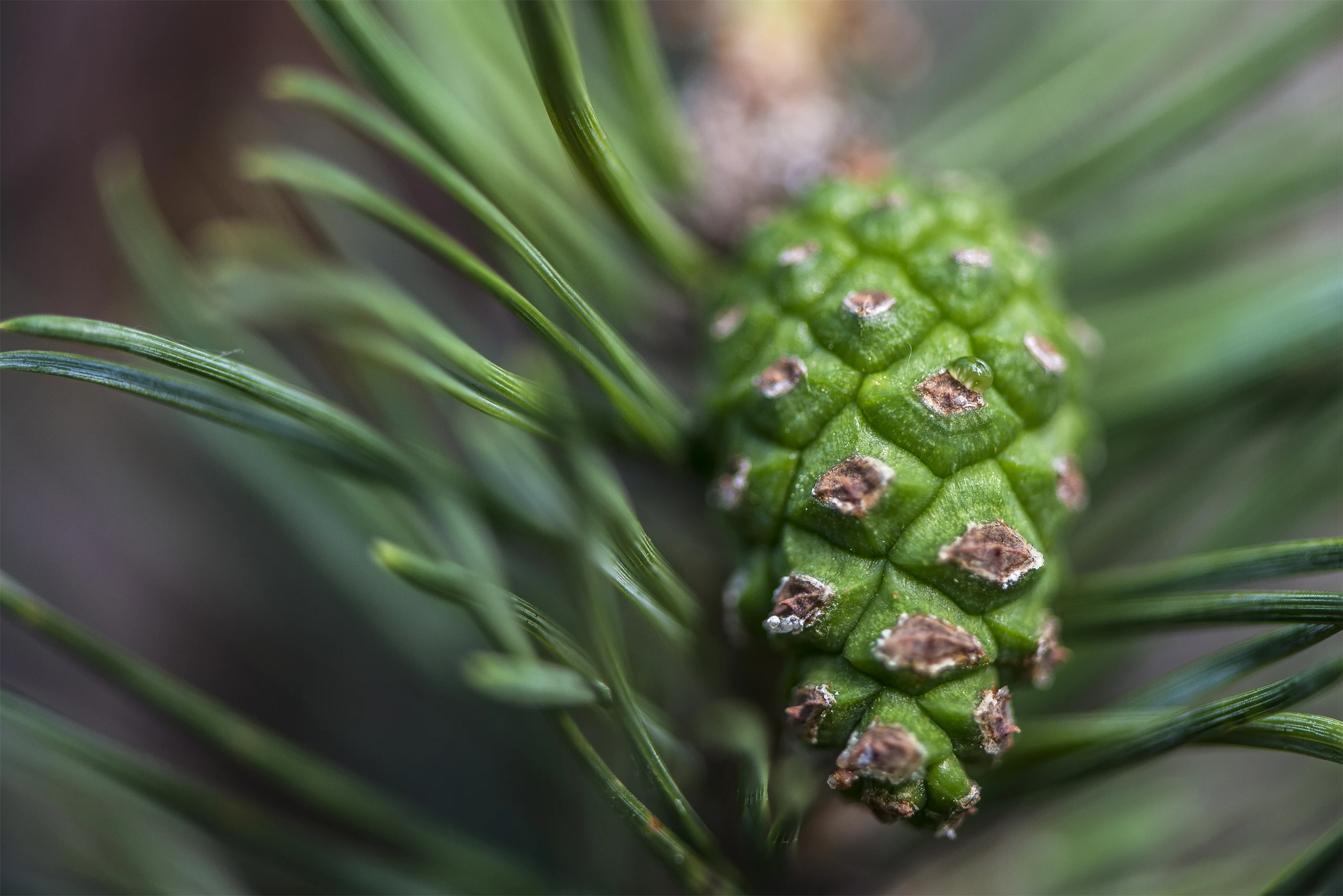 Hållbarhet i Holmen
