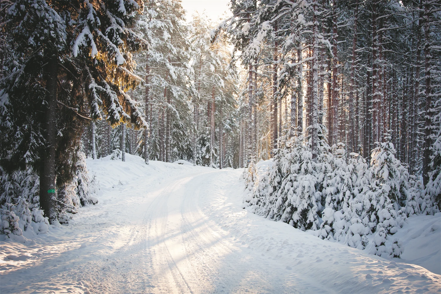 Vintrig skogsbilväg, snö och sol
