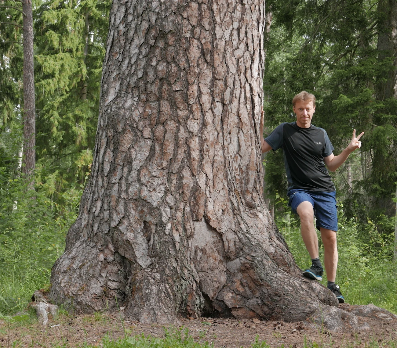 Mattias Glad lutar sig mot en tall med omkretsen 447 cm i Kronparken, Uppsala.