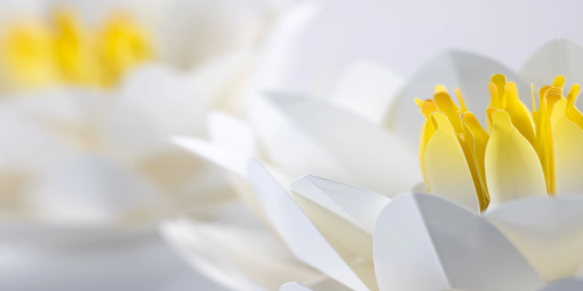 Paperboard waterlilly