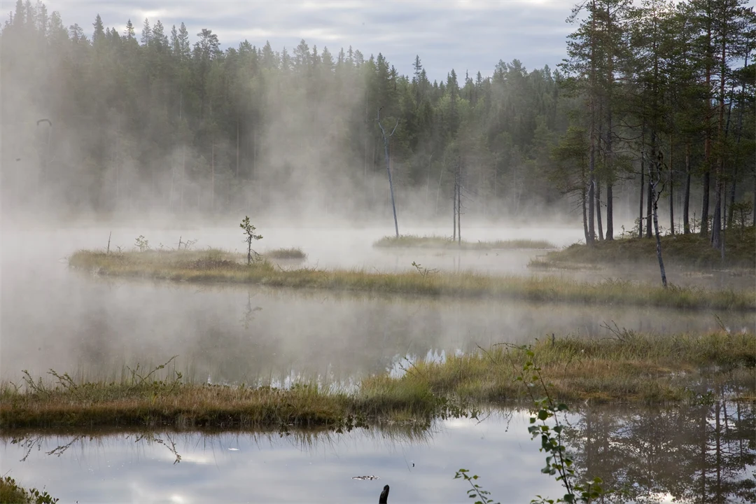 Dimma över vattendrag i Kunnådalens kunskapsskog
