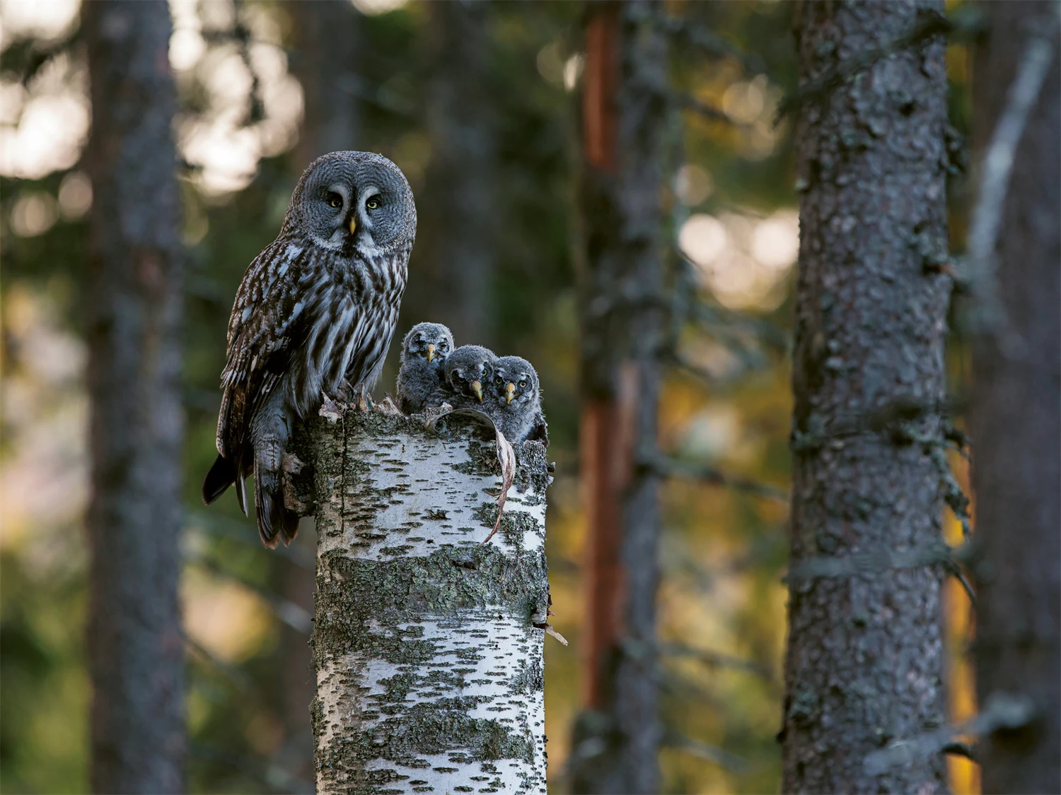 Lappuggla med tre ungar som sitter på en björkhögstubbe i skogen.