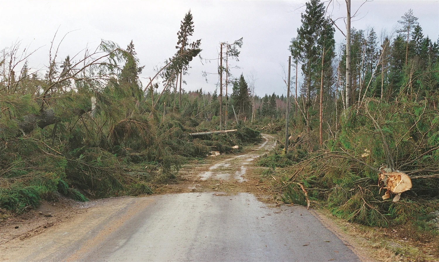 Stormfälld skog över väg.