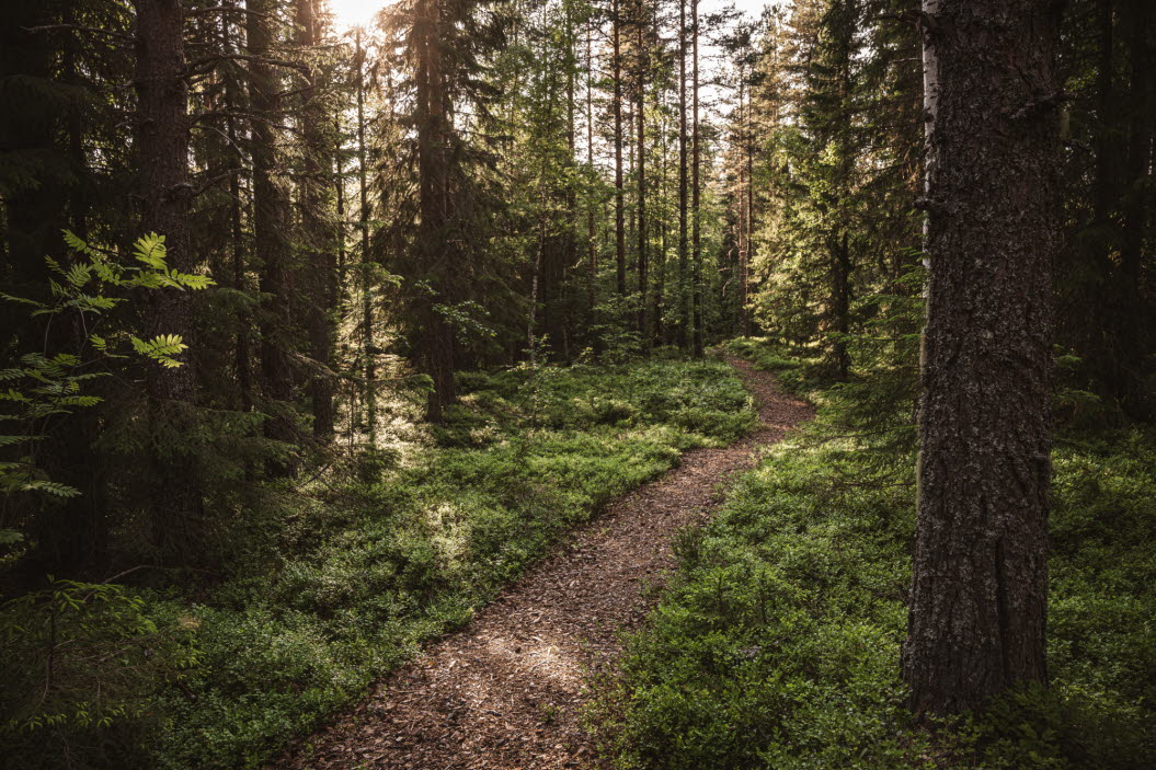 En stig i en skog