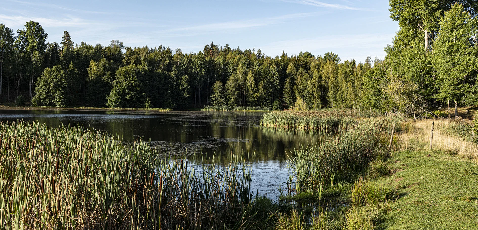 Våtmark i Holmens kunskapsskog Likstammen