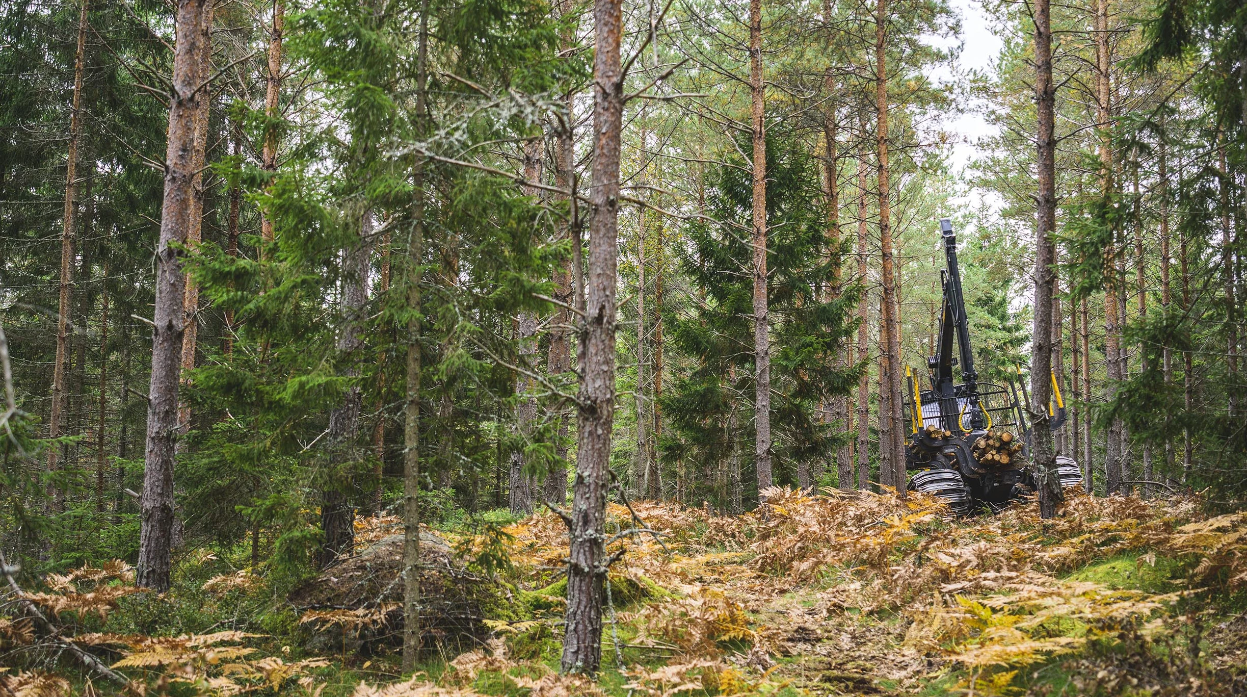 Skotare kör iväg med timmer i skogen.