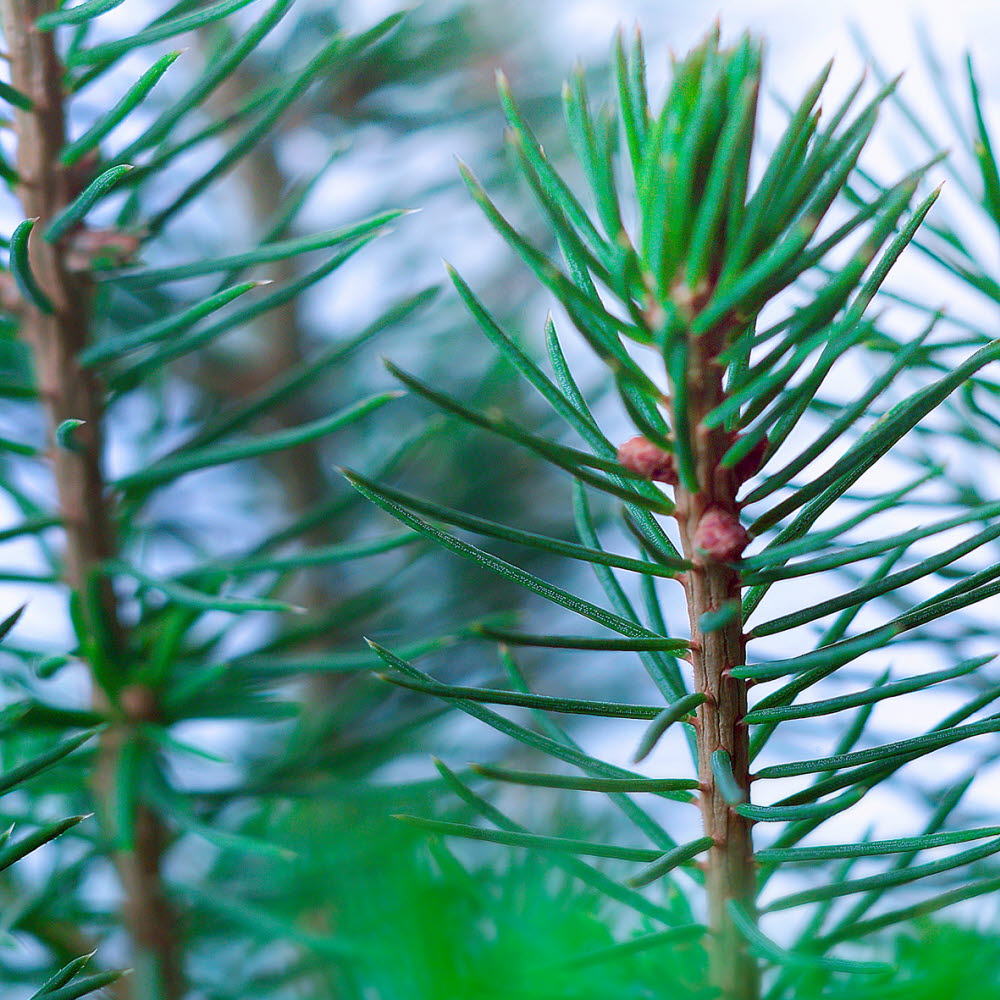 Pine plants