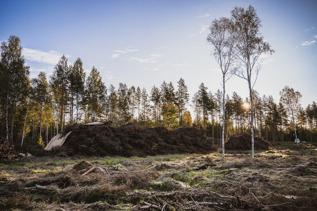 Grot välta i skogen