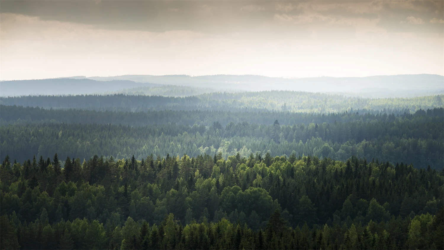 Vy över skogsområde runt Nianfors.