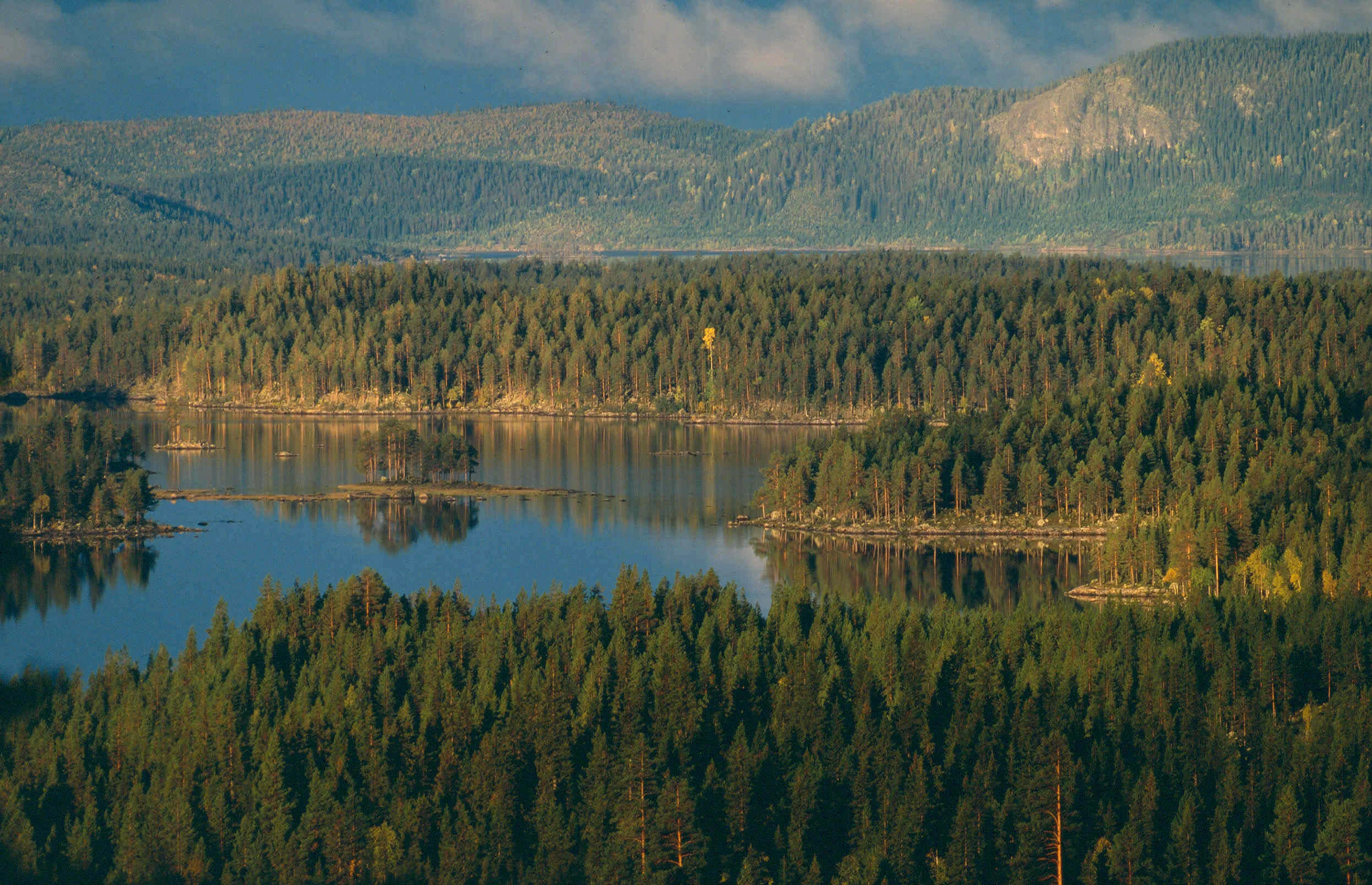 Blåbärsris i tallskog